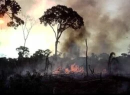 Consequências do desmatamento para o planeta